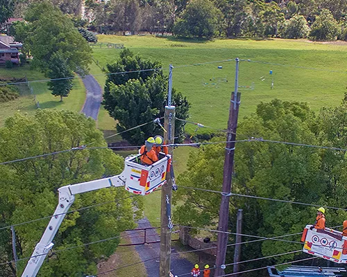 Why Timing Matters When You Trim Trees Near Me