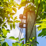 Why Timing Matters When You Trim Trees Near Me