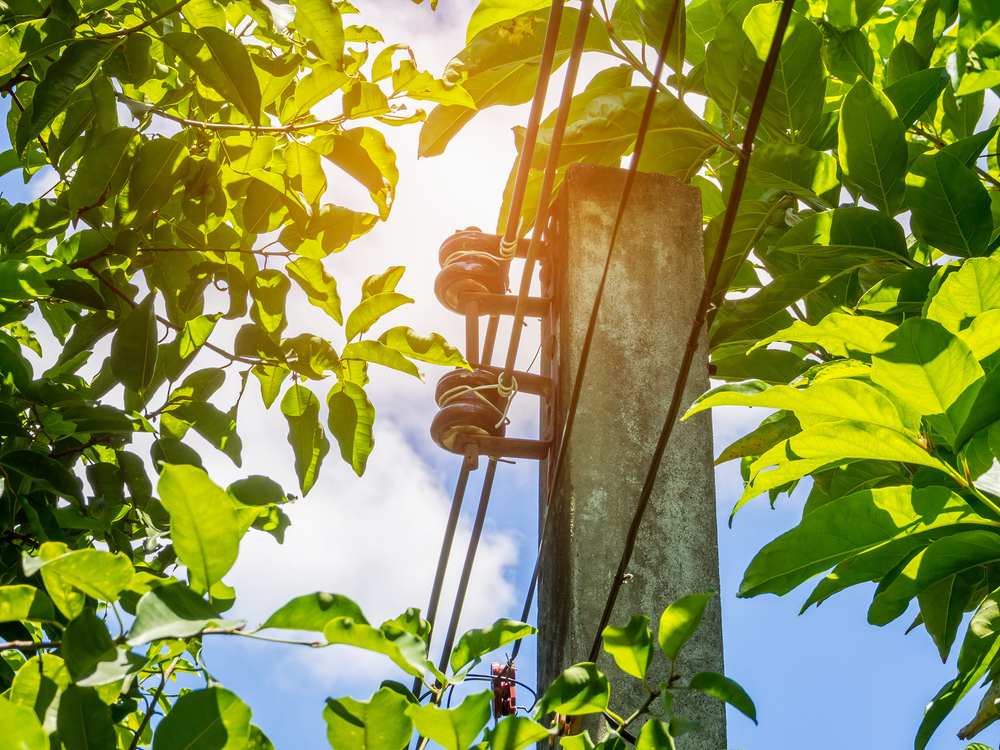 Why Timing Matters When You Trim Trees Near Me