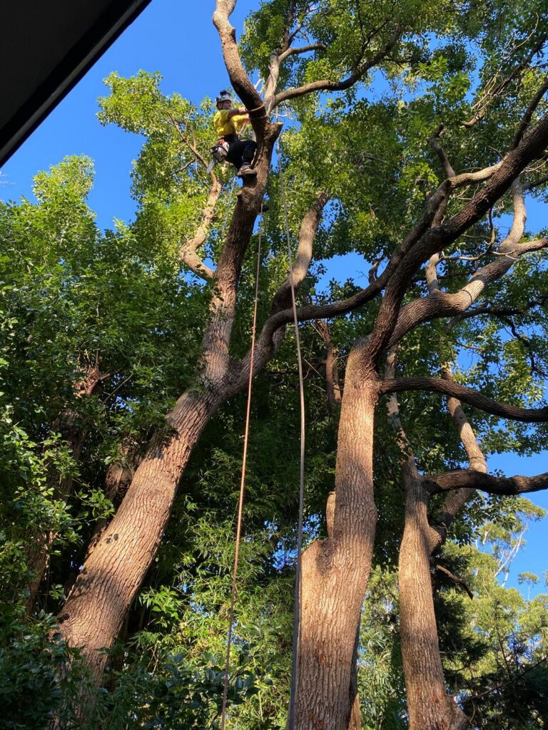 What Should Pruning Services Near Me Include in a Quote?