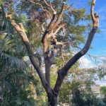 What Should Pruning Services Near Me Include in a Quote?