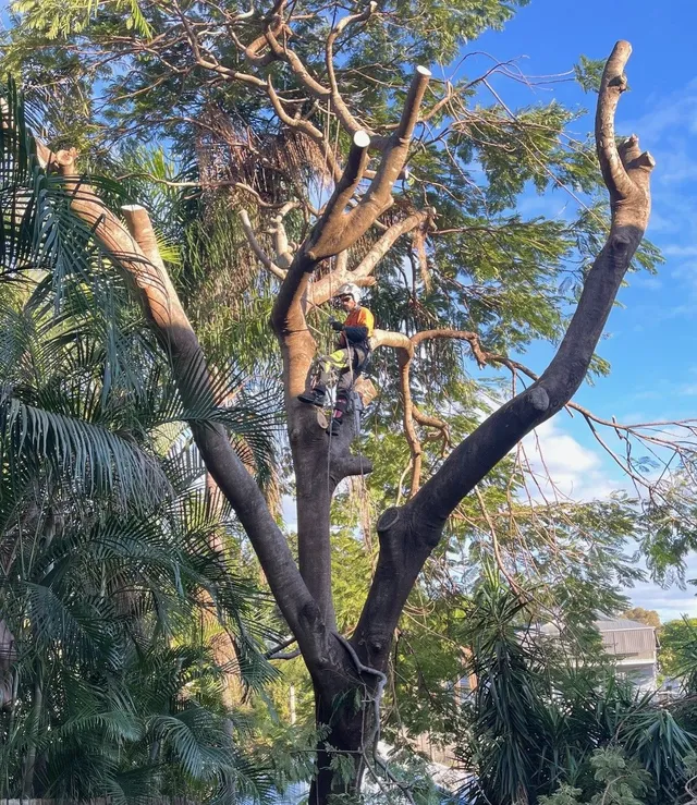 What Should Pruning Services Near Me Include in a Quote?
